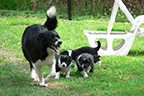 allevamento border collie mulino prudenza canton ticino mendrisio novazzano