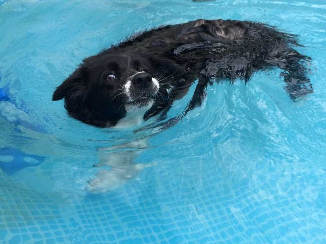 mulino prudenza piscina per cani canton ticino mendrisio novazzano