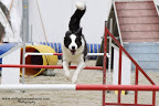 agility dog disc dog mulino prudenza canton ticino mendrisio novazzano