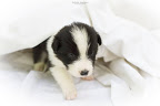 allevamento border collie mulino prudenza canton ticino mendrisio novazzano