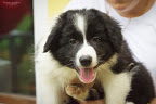 allevamento border collie mulino prudenza canton ticino mendrisio novazzano