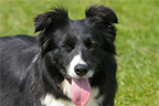 allevamento border collie mulino prudenza canton ticino mendrisio novazzano