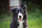 allevamento border collie mulino prudenza canton ticino mendrisio novazzano