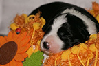 allevamento border collie mulino prudenza canton ticino mendrisio novazzano