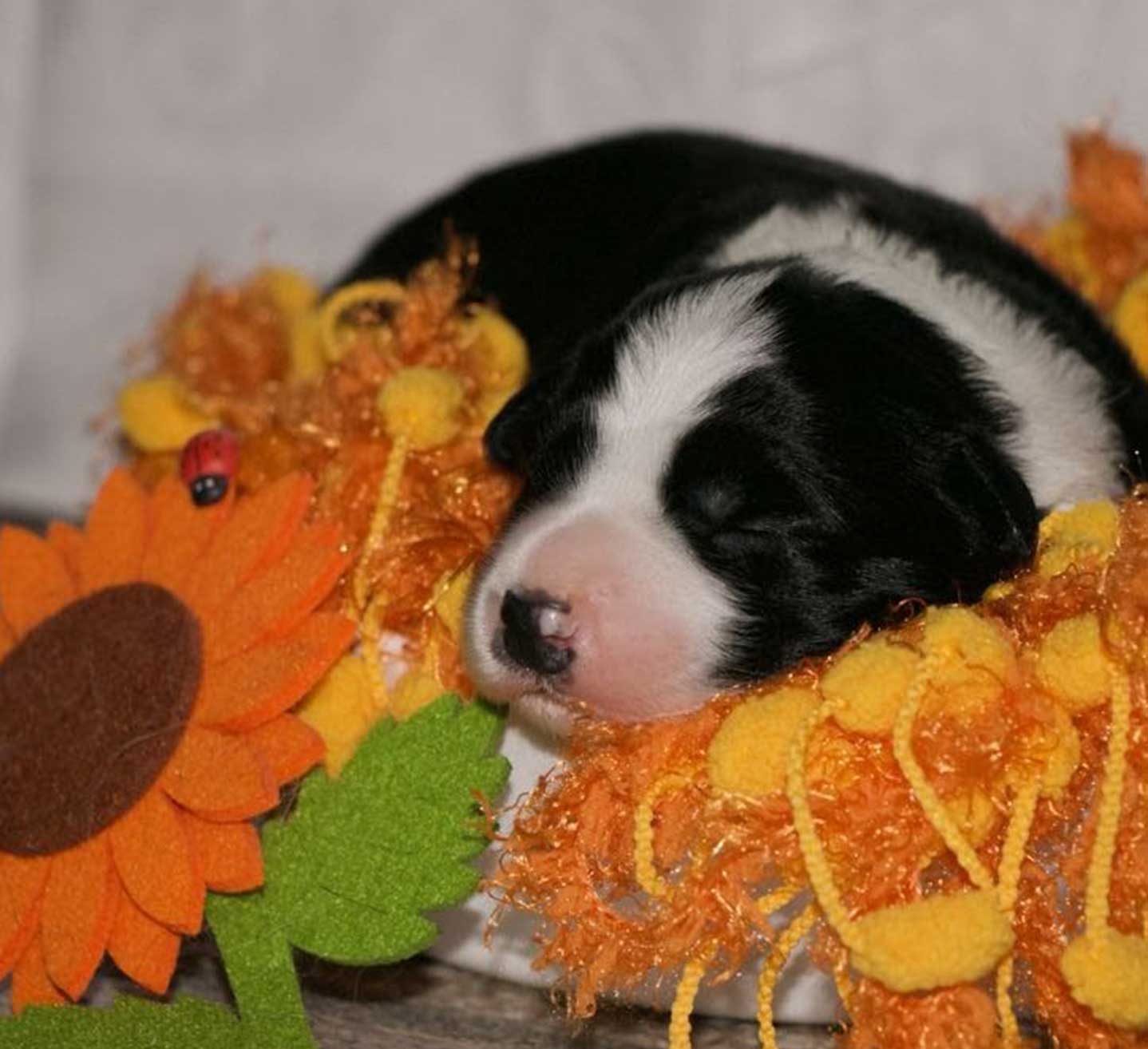 allevamento border collie mulino prudenza canton ticino mendrisio novazzano