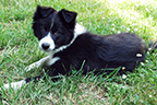 allevamento border collie mulino prudenza canton ticino mendrisio novazzano