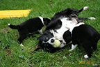 allevamento border collie mulino prudenza canton ticino mendrisio novazzano