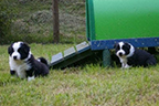 allevamento border collie mulino prudenza canton ticino mendrisio novazzano