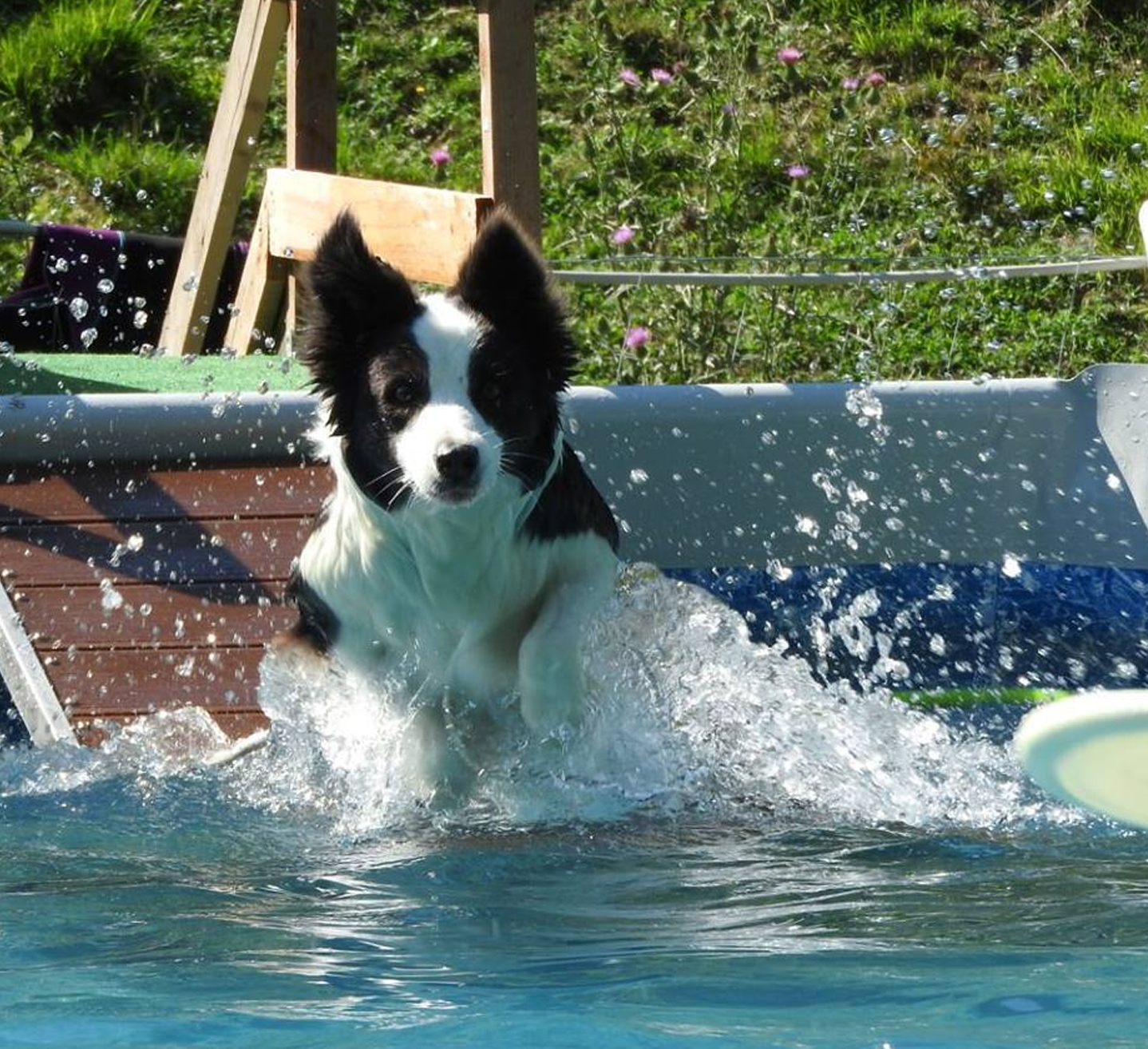 mulino prudenza piscina per cani canton ticino mendrisio novazzano