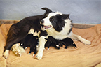 cuccioli border collie