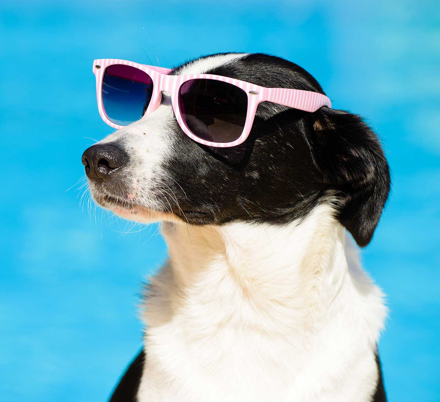 mulino prudenza piscina per cani canton ticino mendrisio novazzano