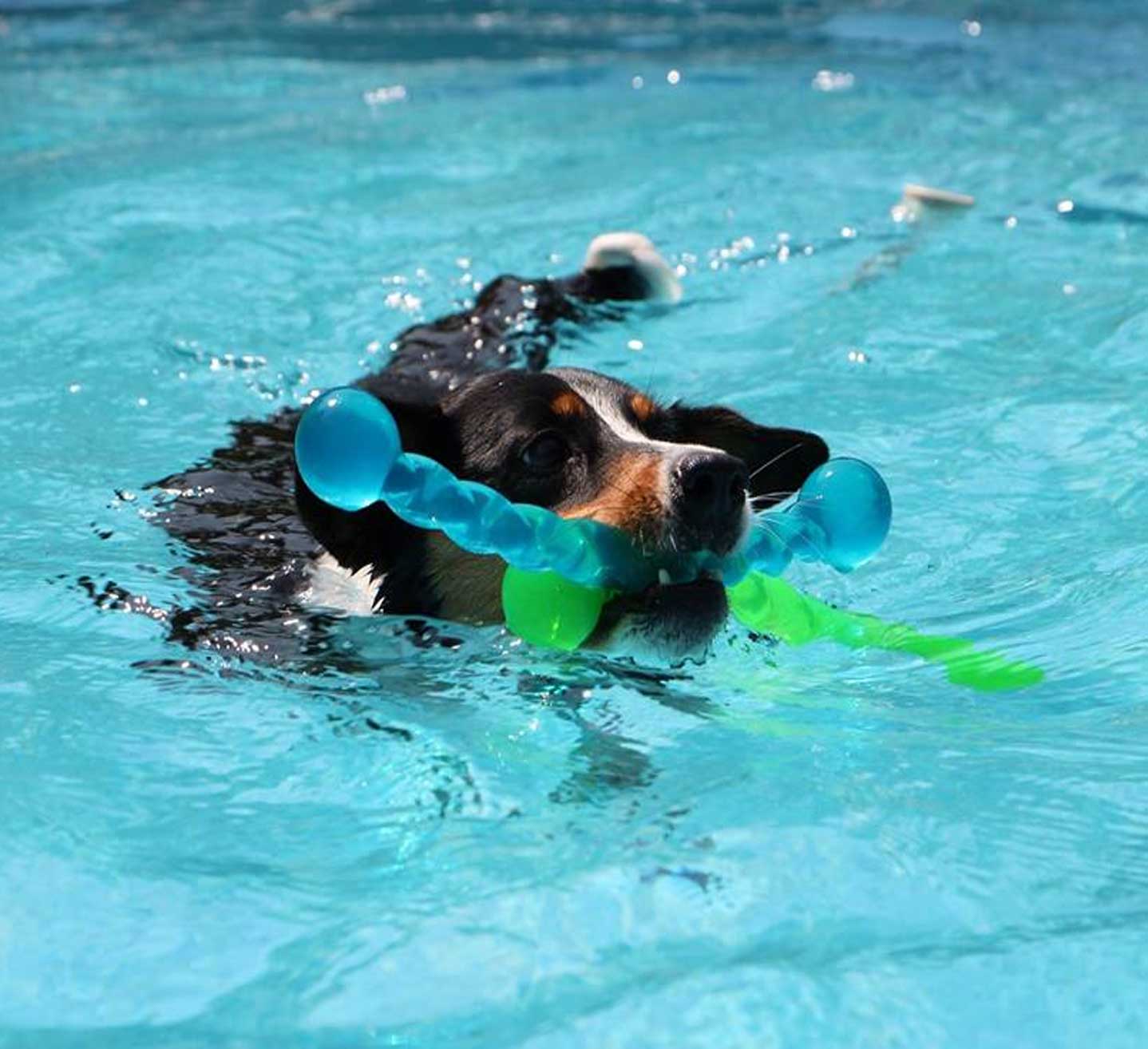 mulino prudenza piscina per cani canton ticino mendrisio novazzano