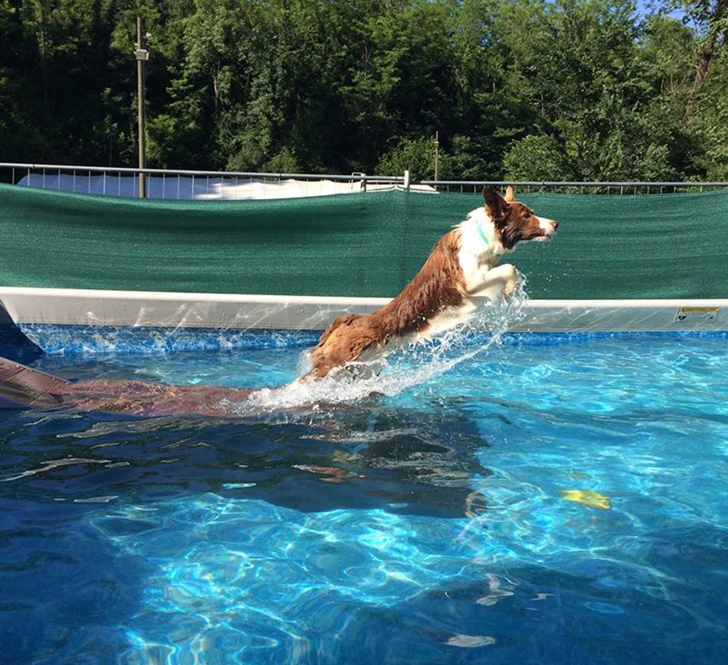 mulino prudenza piscina per cani canton ticino mendrisio novazzano