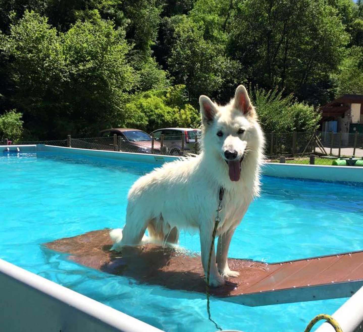 mulino prudenza piscina per cani canton ticino mendrisio novazzano