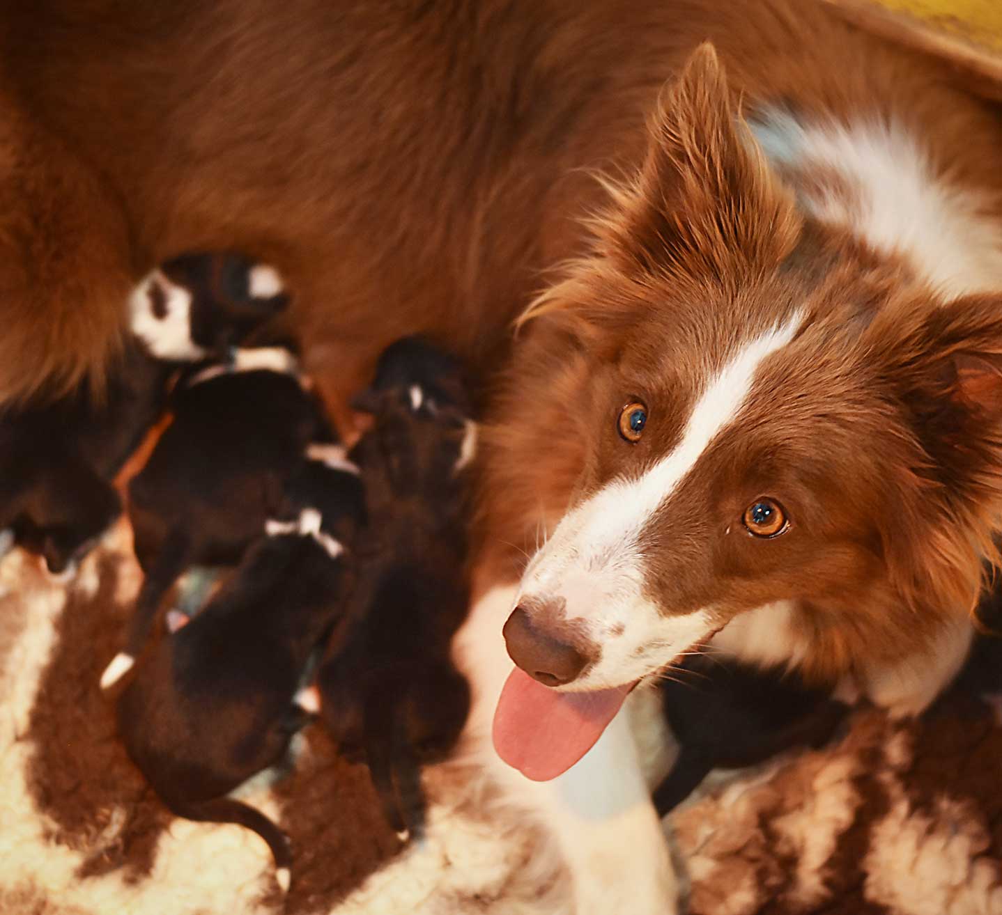 allevamento border collie mulino prudenza canton ticino mendrisio novazzano