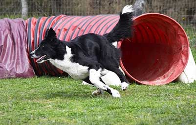 agility dog disc dog mulino prudenza canton ticino mendrisio novazzano