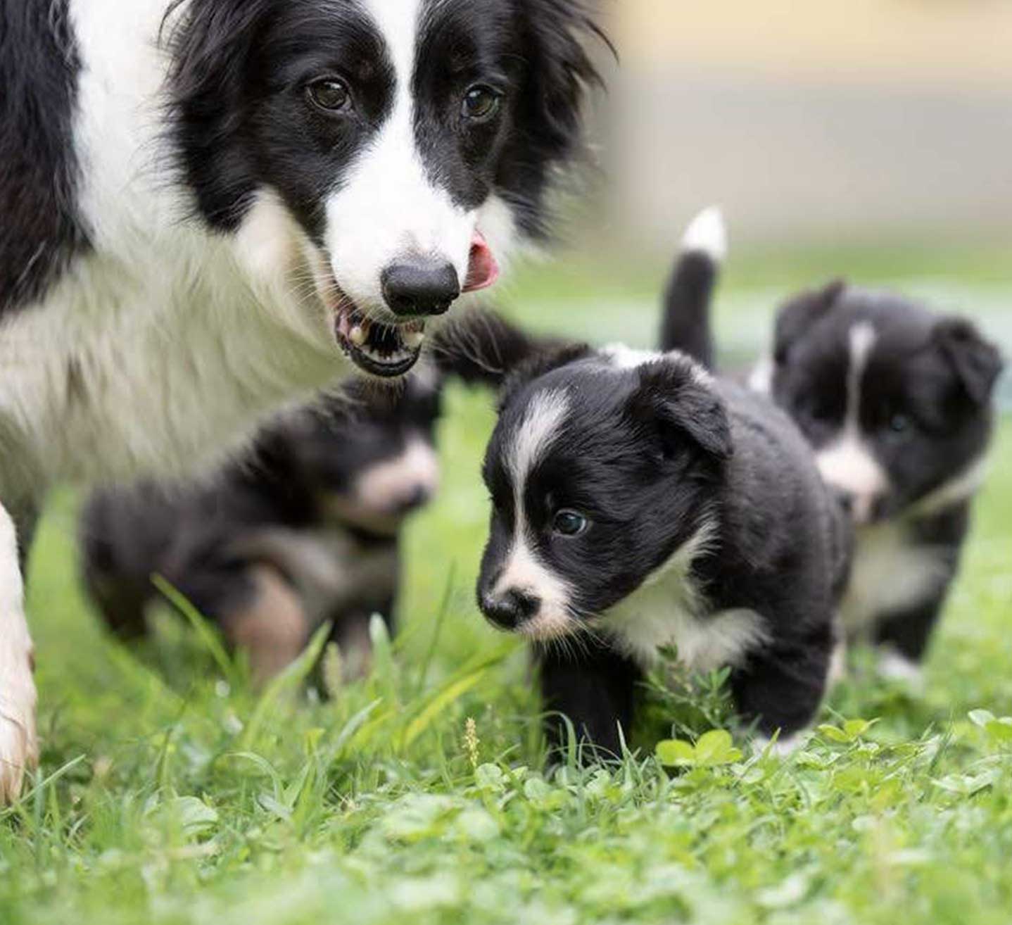 cucciolata x mulino prudenza allevamento border collie ticino