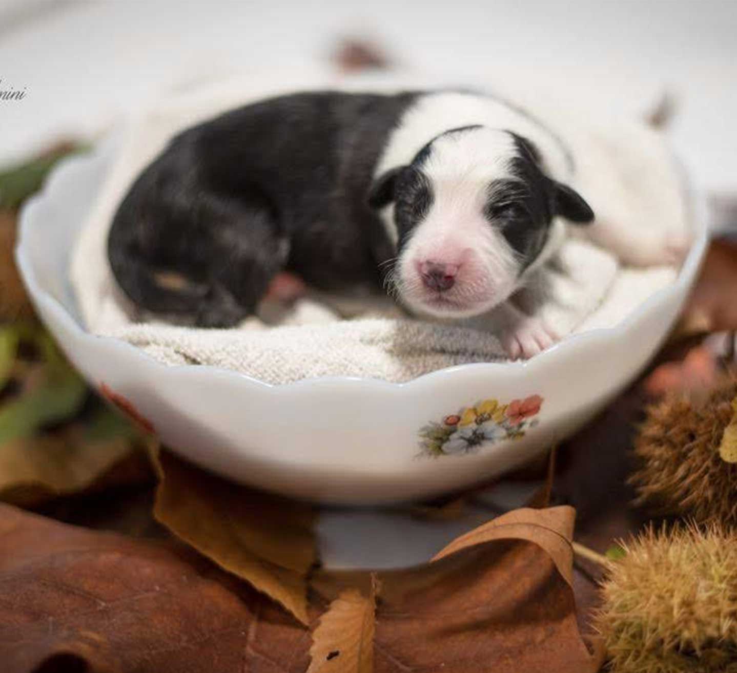 cucciolata y mulino prudenza novazzano