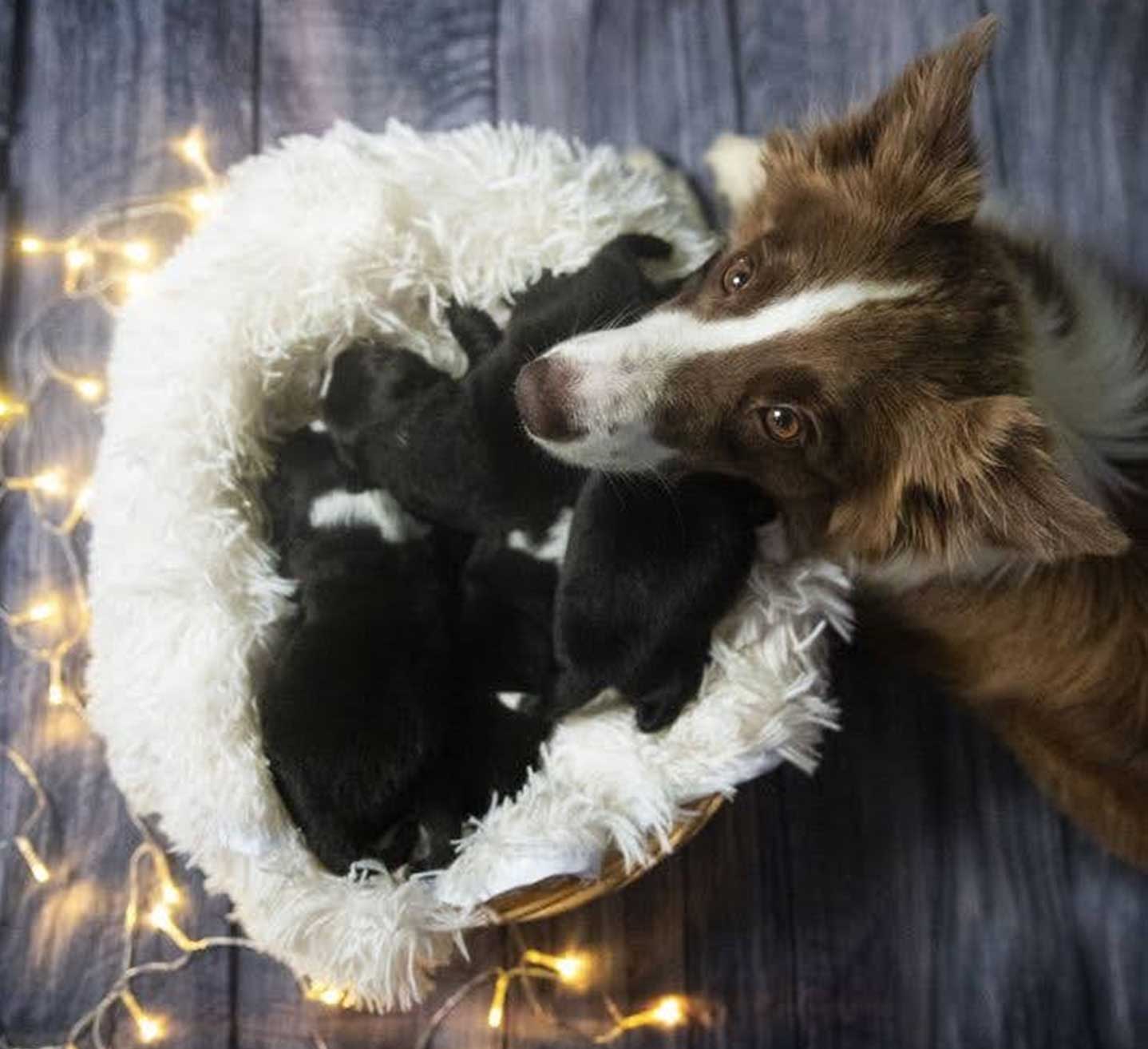 cucciolata d allevamento border collie in Canton Ticino Mulino Prudenza